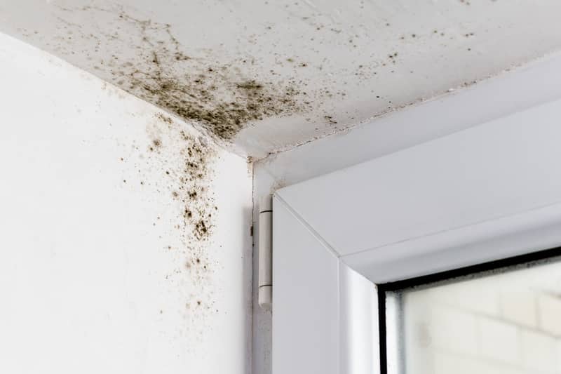 moss and mould treatments