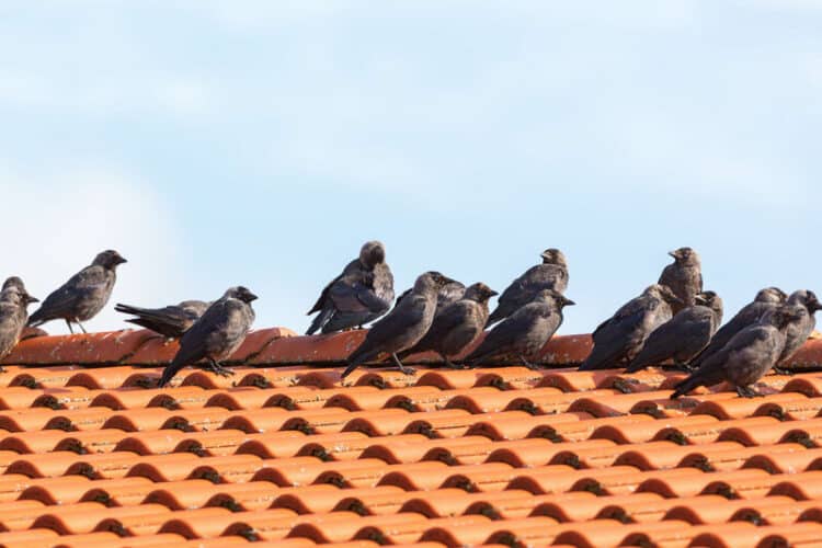 birds_on_roof