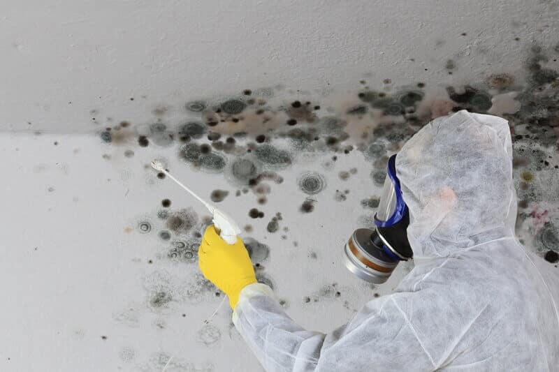 Moss and mould removal is vital for your business