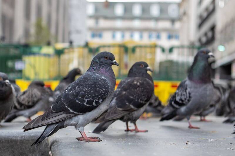 Flock of birds in city