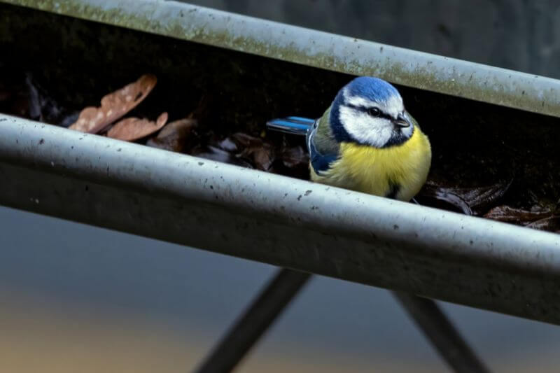 One bird sitting in gutter