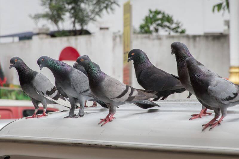 Five birds sitting on car
